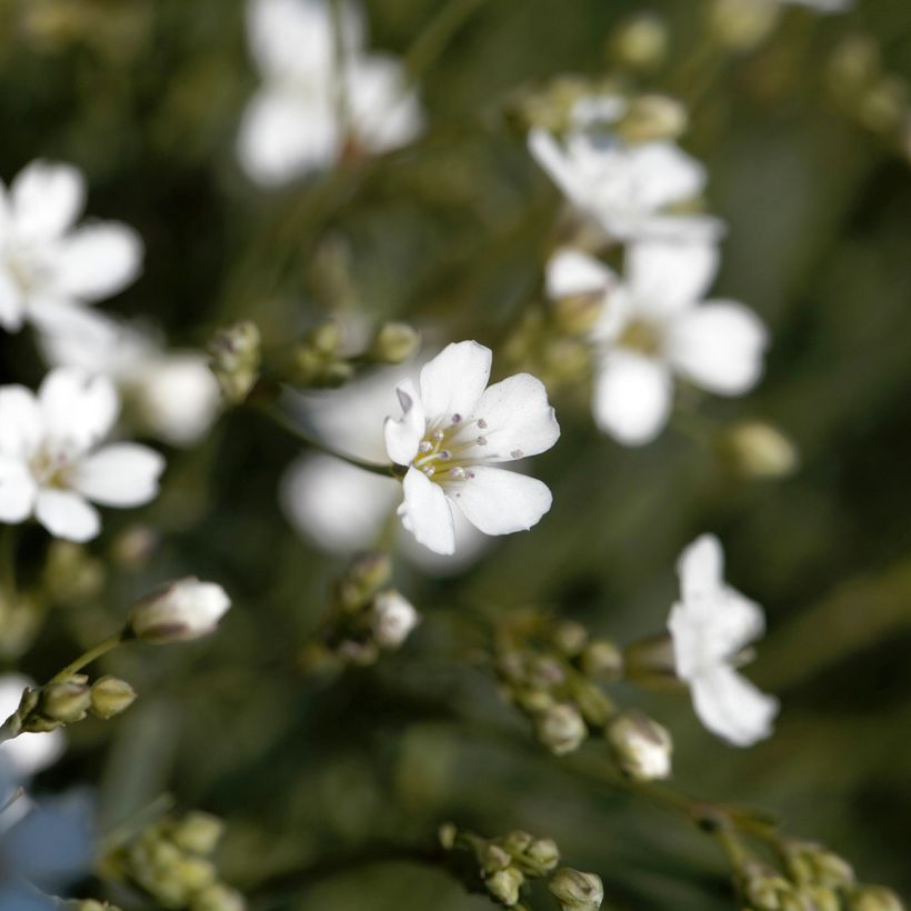 Gypsophila repens Alba (Floração)