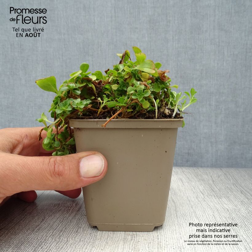 Amostra de Gypsophila cerastioides Vaso de 8/9 cm tal como entregue no verão