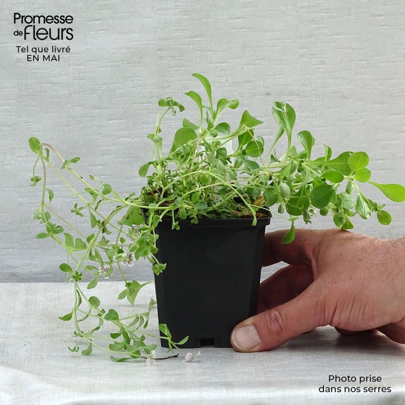 Amostra de Gypsophila cerastioides Vaso de 8/9 cm tal como entregue na primavera