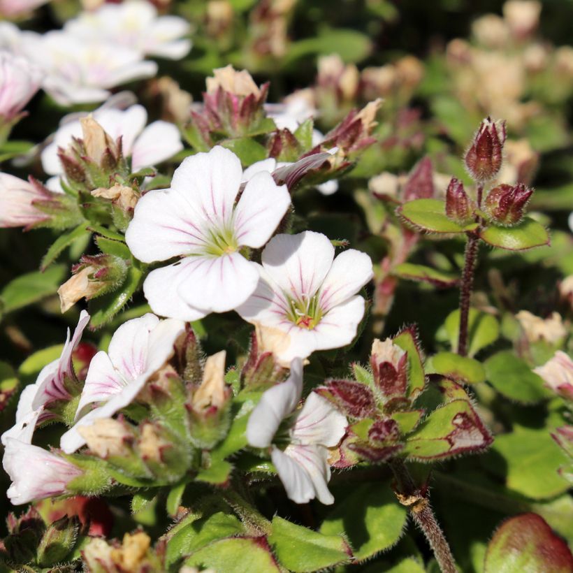 Gypsophila cerastioides (Floração)