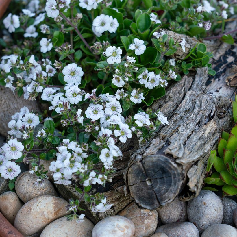 Gypsophila cerastioides (Hábito)