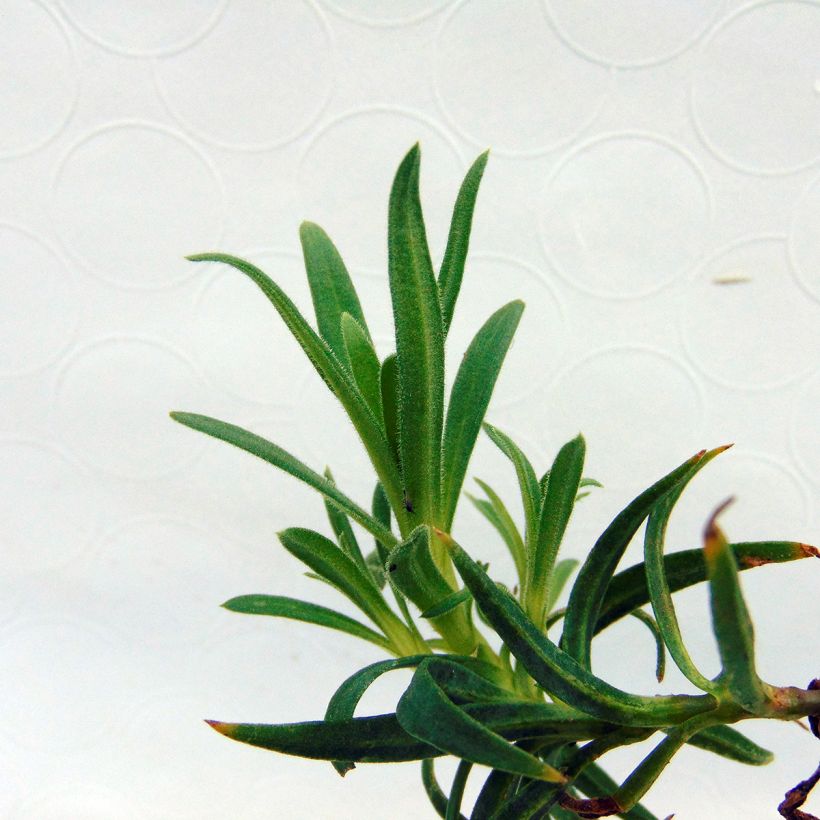 Gypsophila paniculata White Festival (Folhagem)