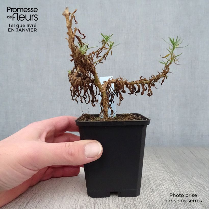 Amostra de Gypsophile hybride White Festival Vaso de 8/9 cm tal como entregue no inverno