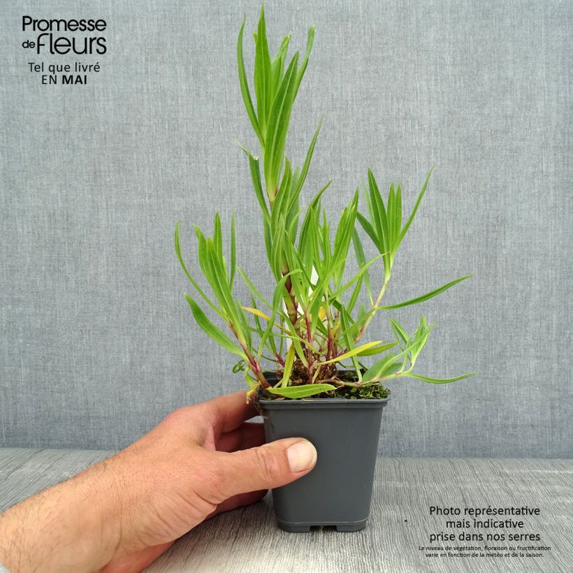 Amostra de Gypsophila pacifica Vaso de 8/9 cm tal como entregue na primavera