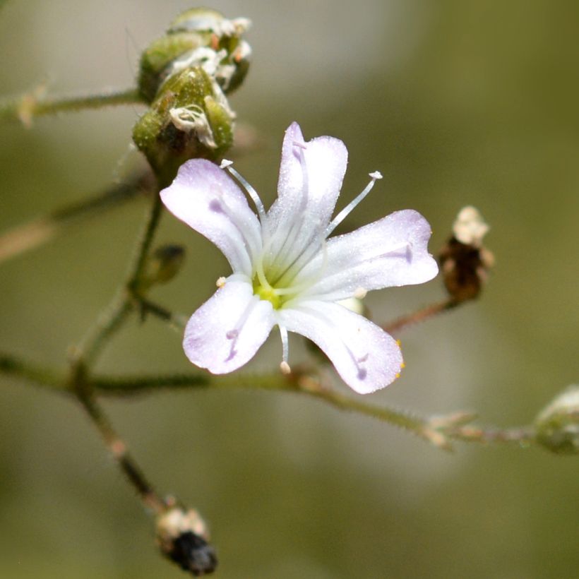 Gypsophila pacifica (Floração)