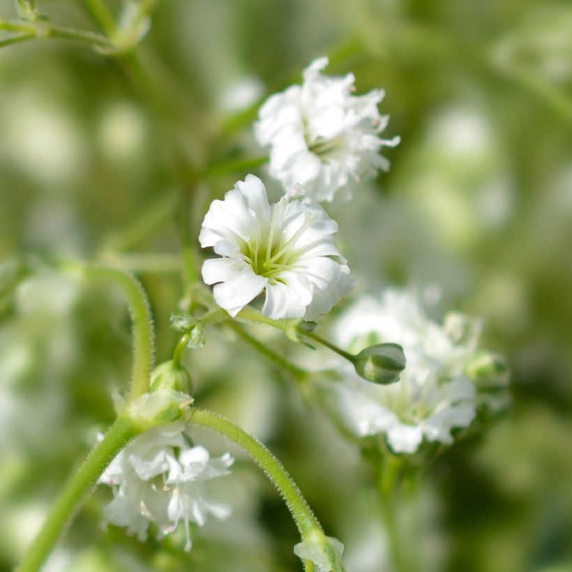 Gypsophila paniculata Snow Flake (Floração)