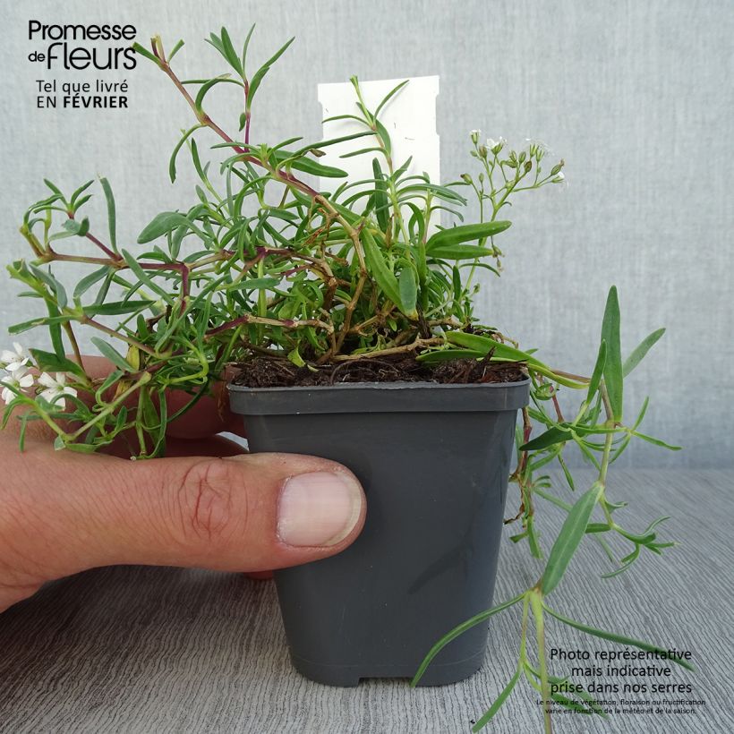 Amostra de Gypsophila repens White Angel Vaso de 8/9 cm tal como entregue no outono