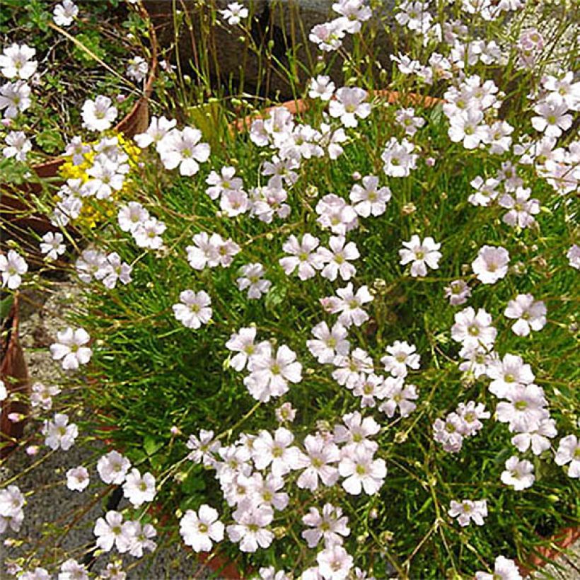 Gypsophila tenuifolia (Floração)