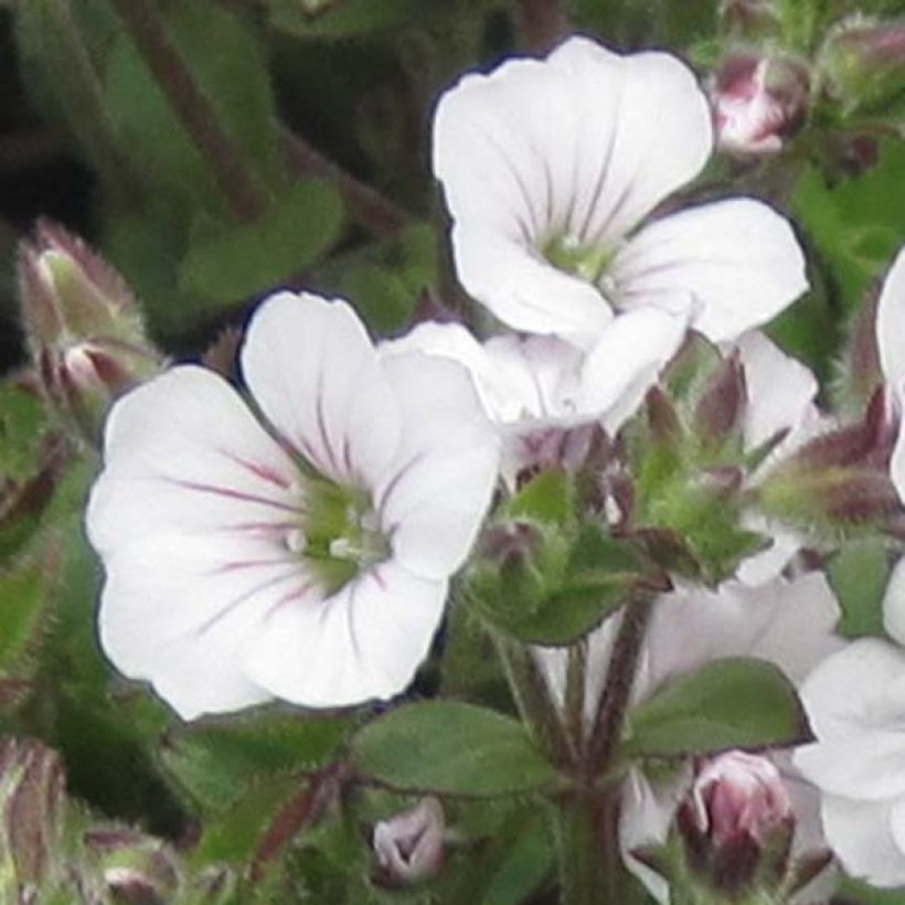 Gypsophila cerastioides (Floração)