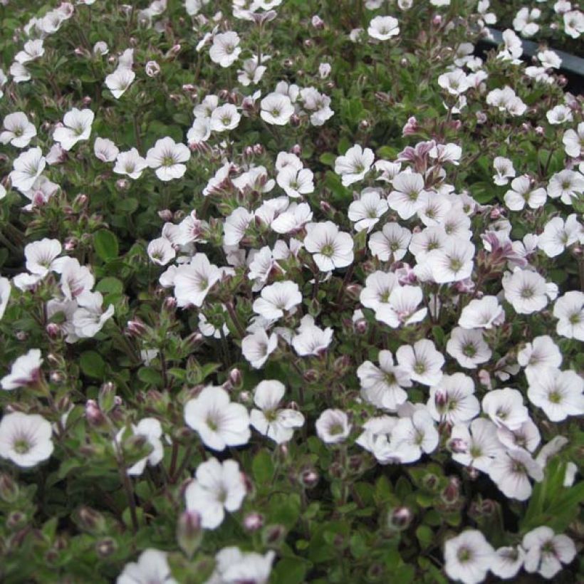 Gypsophila cerastioides (Hábito)