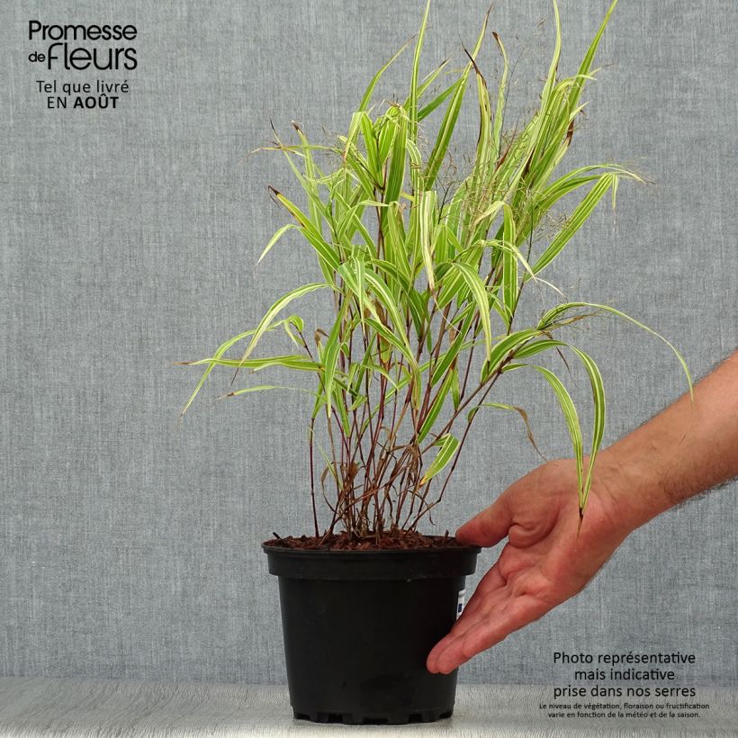 Amostra de Hakonechloa macra Albostriata Vaso de 2 L/3 L tal como entregue no verão