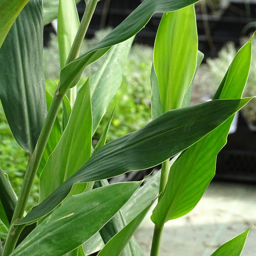 Hedychium coccineum Tara (Folhagem)