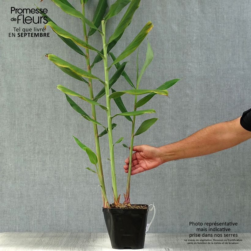 Amostra de Hedychium coccineum Tara Vaso de 4 L/5 L tal como entregue no outono