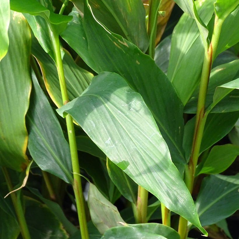 Hedychium densiflorum Assam Orange (Folhagem)