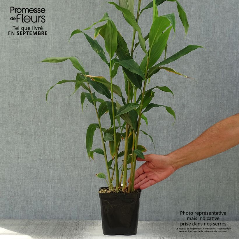 Amostra de Hedychium densiflorum Assam Orange Vaso de 3 L/4 L tal como entregue no outono