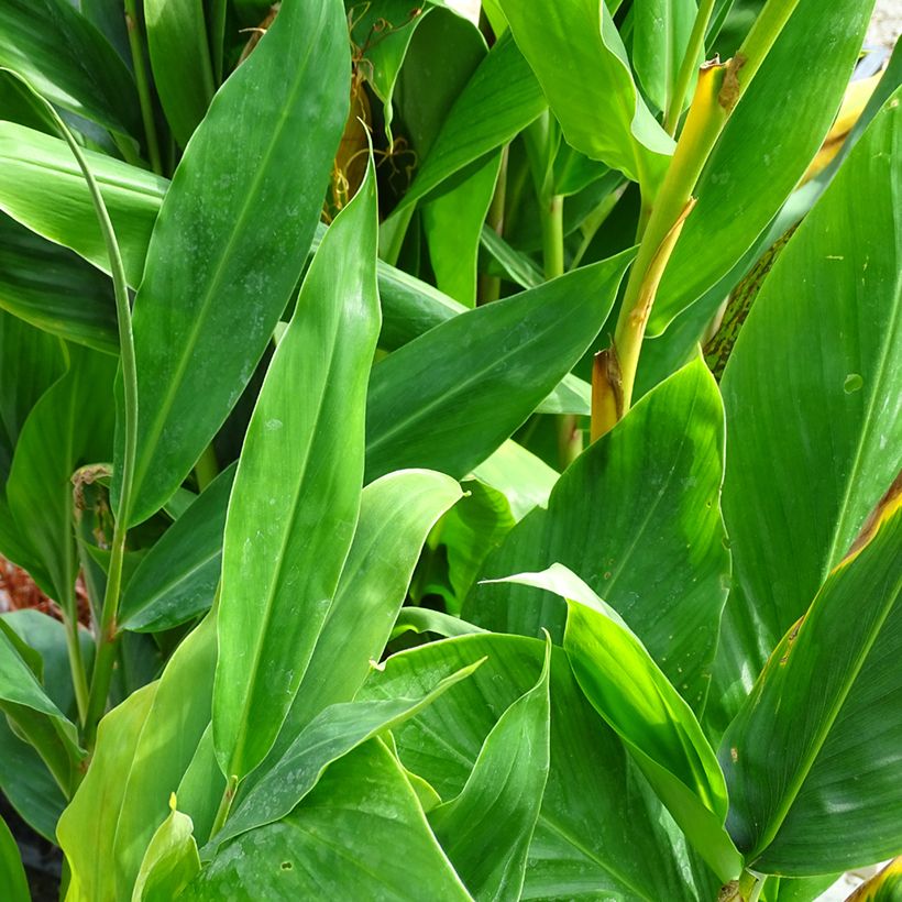 Hedychium Dixter (Folhagem)