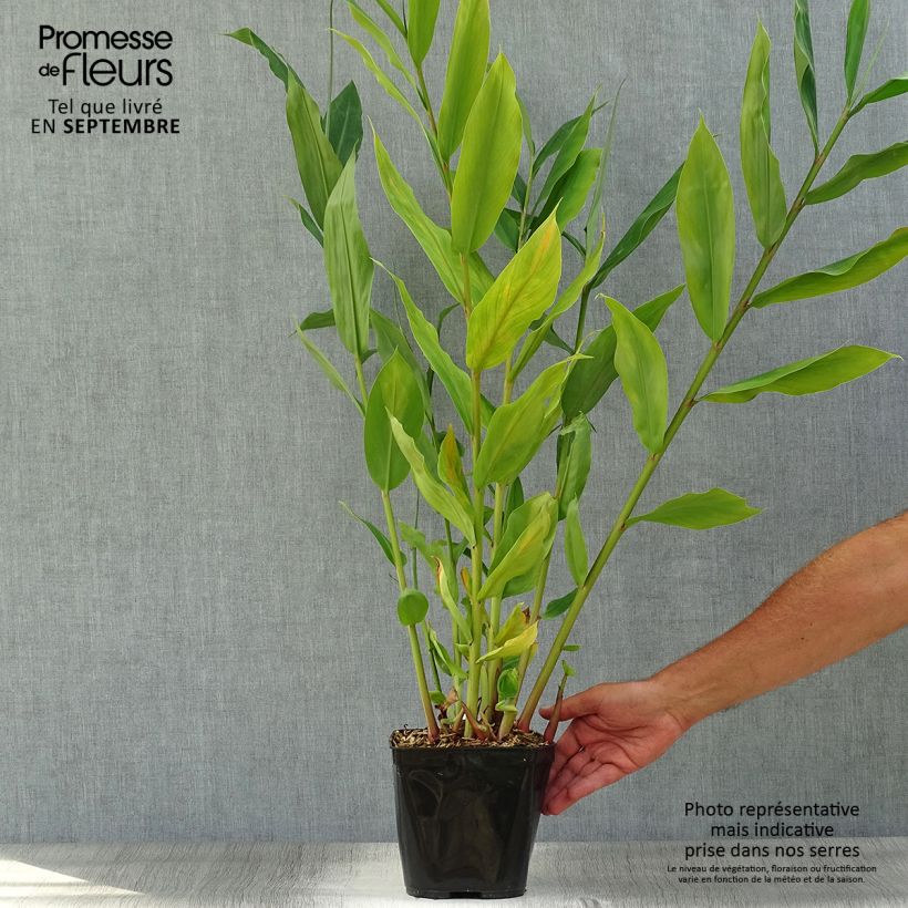 Amostra de Hedychium Dixter Vaso de 3 L/4 L tal como entregue no outono