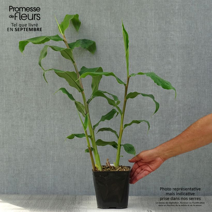 Amostra de Hedychium gardnerianum em vaso Vaso de 2 L/3 L tal como entregue no outono