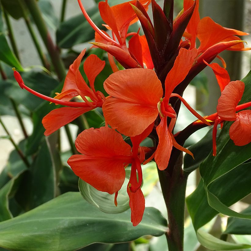 Hedychium deceptum (Floração)