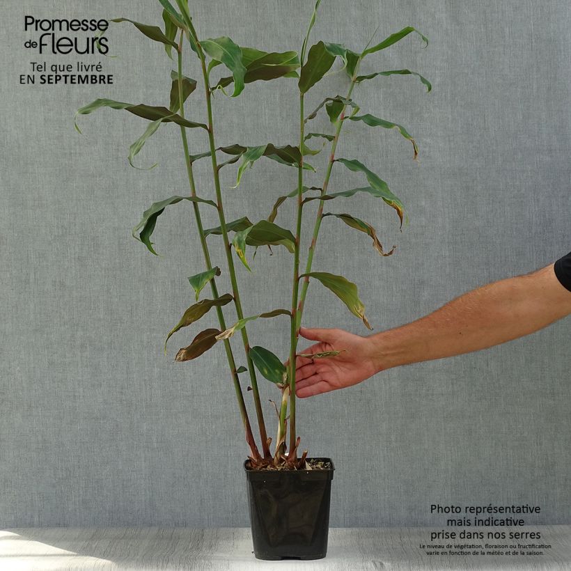Amostra de Hedychium deceptum Vaso de 3 L/4 L tal como entregue no outono