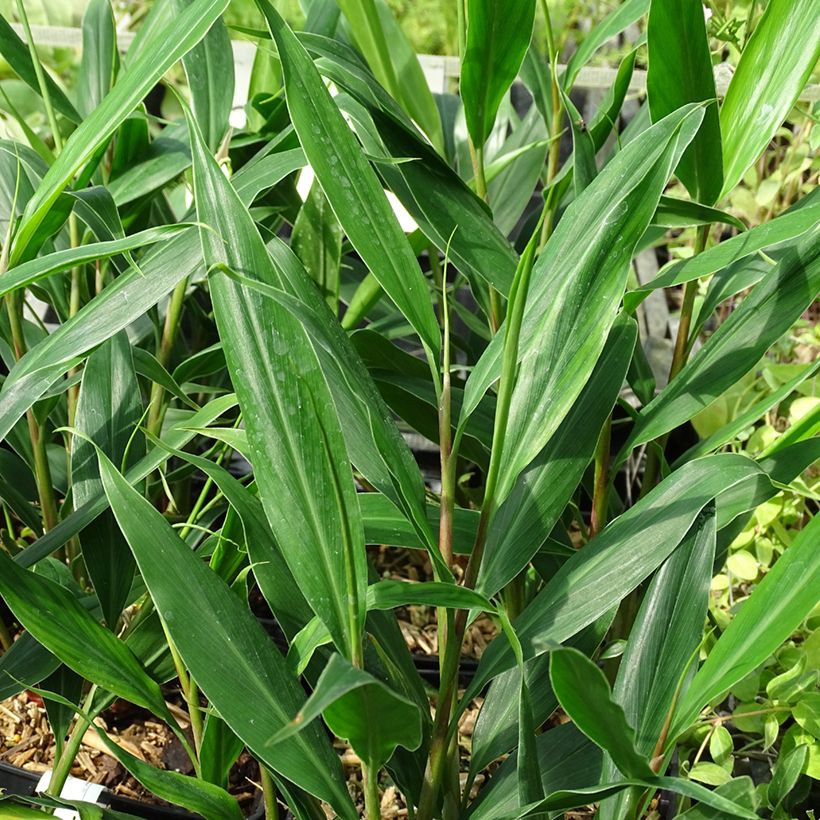Hedychium villosum var. tenuiflorum (Folhagem)