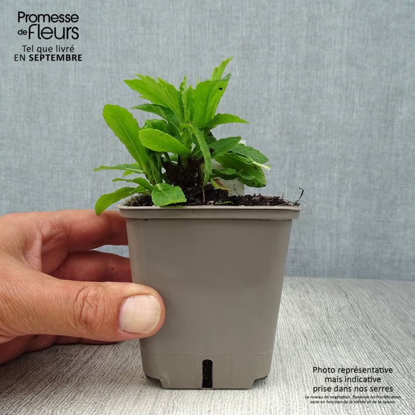 Amostra de Helénio Okra Sundae Vaso de 8/9 cm tal como entregue no outono