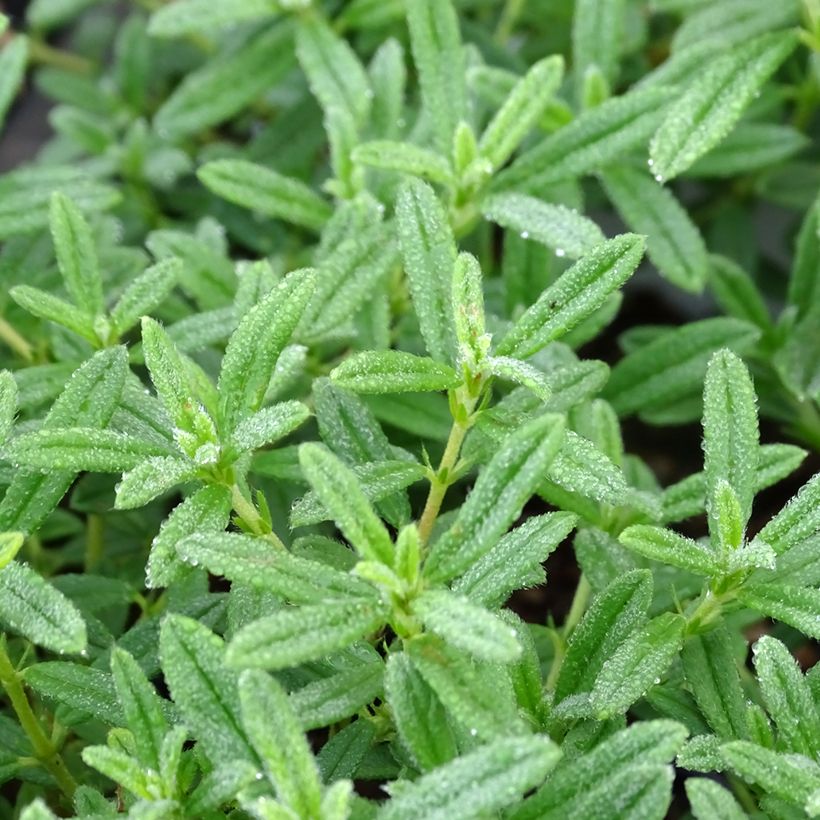 Helianthemum Golden Queen (Folhagem)