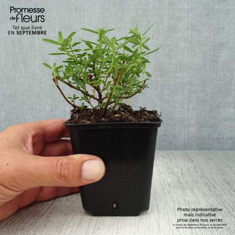 Amostra de Helianthemum Golden Queen Vaso de 8/9 cm tal como entregue no outono