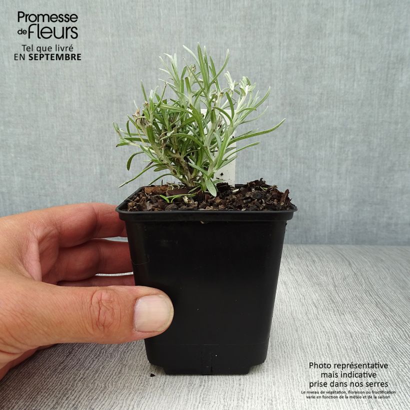 Amostra de Helichrysum angustifolium Tall Curry Vaso de 8/9 cm tal como entregue no outono