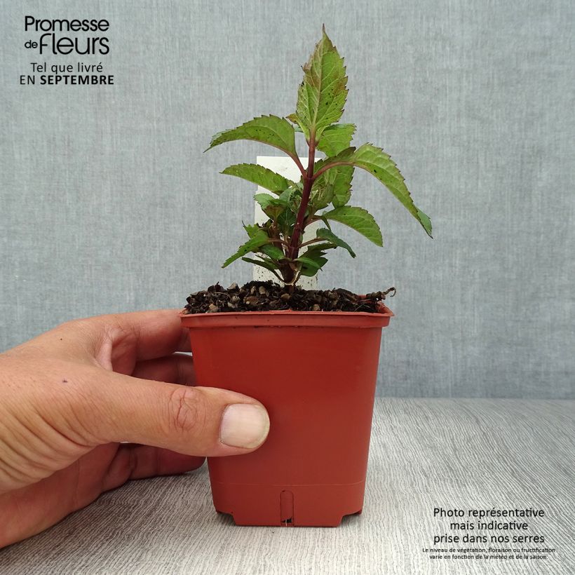 Amostra de Heliopsis helianthoides Punto Rosso Vaso de 8/9 cm tal como entregue no outono