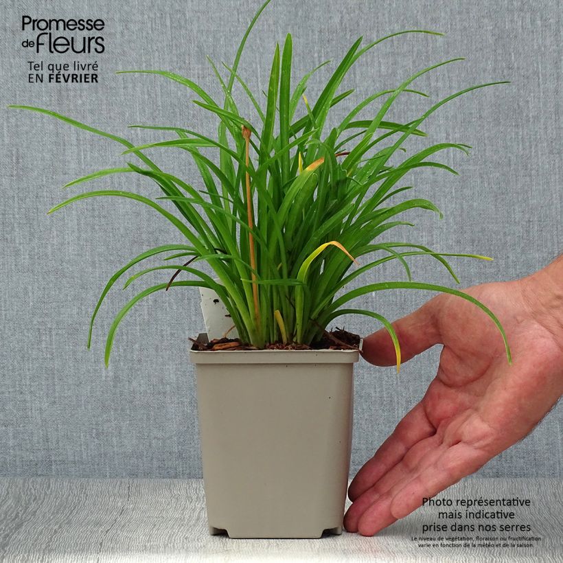 Amostra de Hemerocallis Everydaylily Cerise Vaso de 8/9 cm tal como entregue no outono