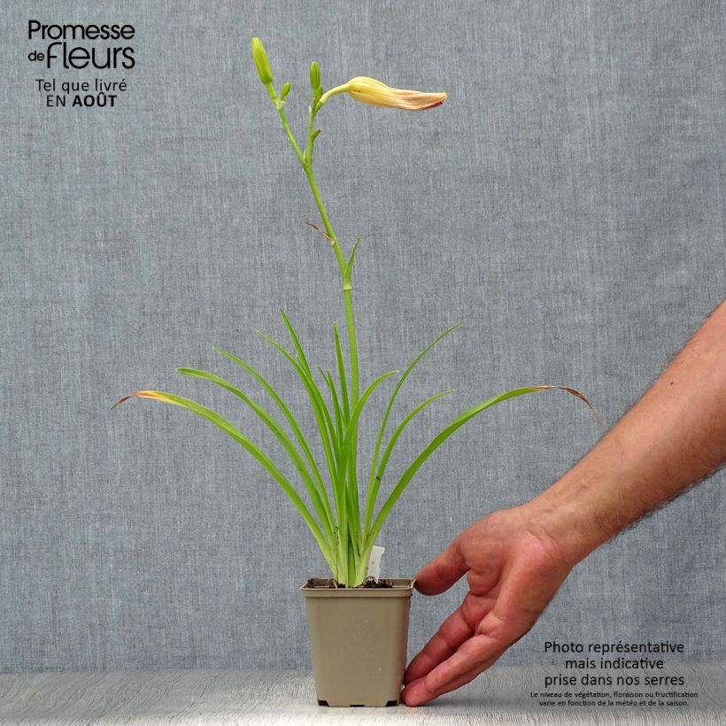 Amostra de Hemerocallis Final Touch Vaso de 8/9 cm tal como entregue no verão