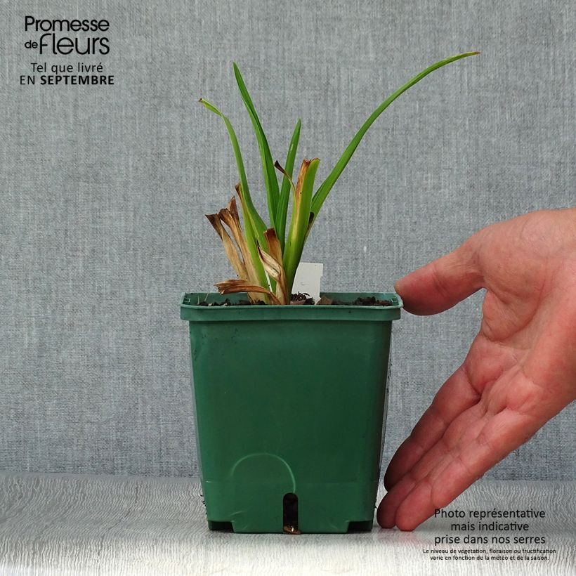 Amostra de Hemerocallis Janice Brown Vaso de 1 L/1,5 L tal como entregue no outono