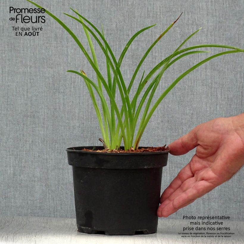 Amostra de Hemerocallis Mildred Mitchell Vaso de 2 L/3 L tal como entregue no verão