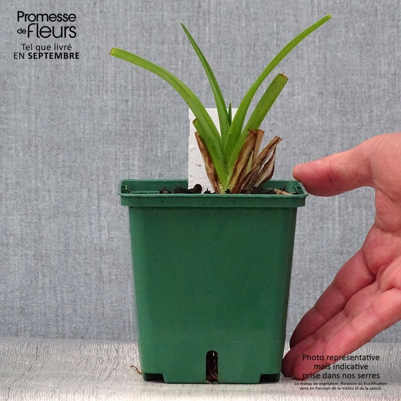 Amostra de Hemerocallis Pandora's Box Vaso de 1 L/1,5 L tal como entregue no outono