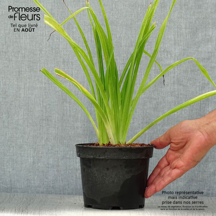 Amostra de Hemerocallis White Temptation Vaso de 2 L/3 L tal como entregue no verão