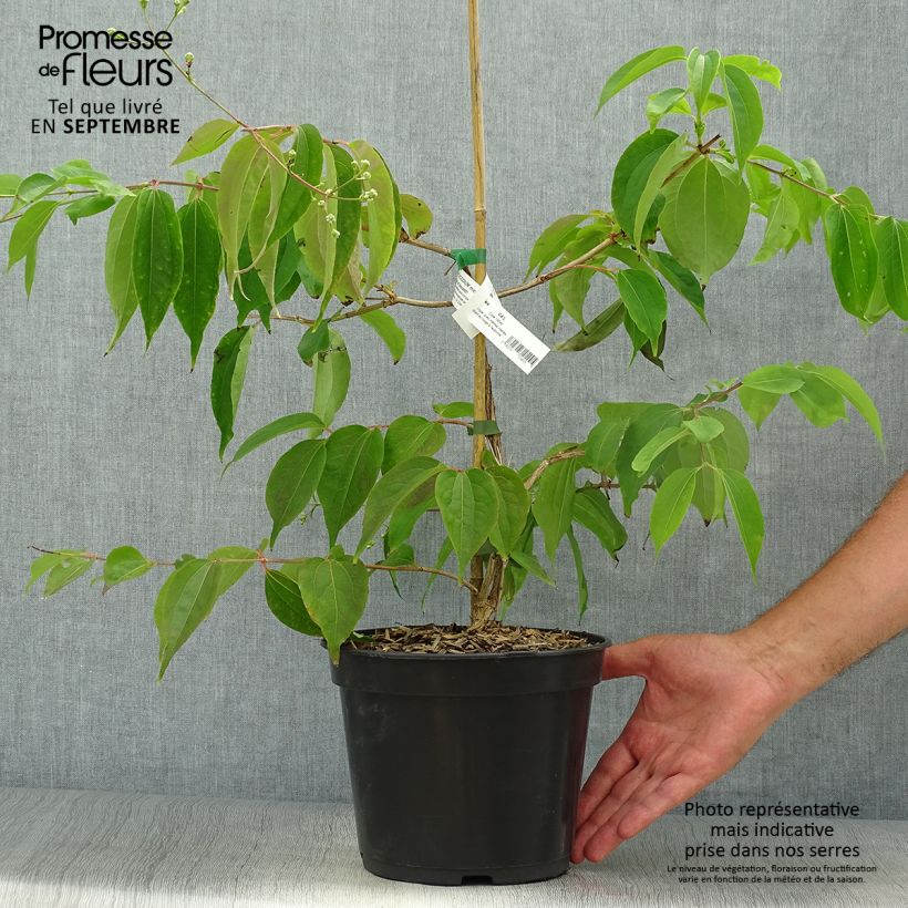 Amostra de Heptacodium miconioides Temple of Bloom Vaso de 4 L/5 L tal como entregue no outono