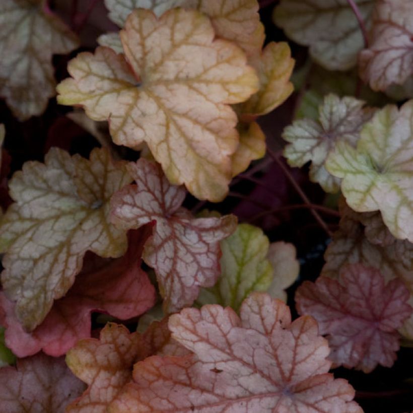 Heuchera Vienna (Folhagem)