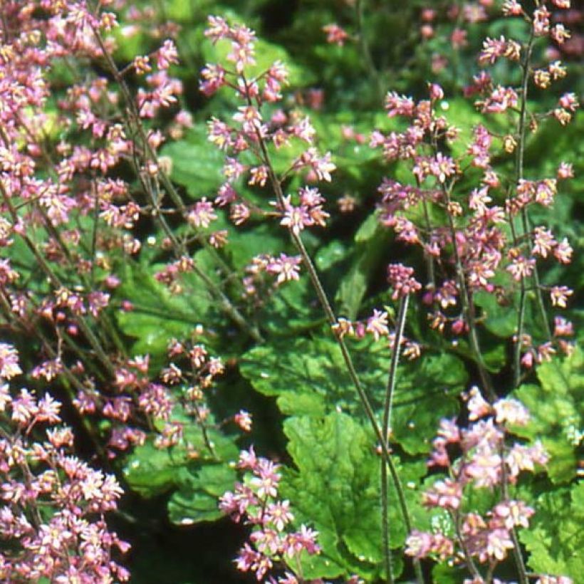Heucherella alba Bridget Bloom (Floração)