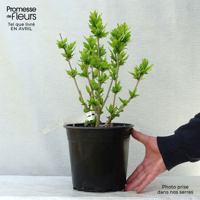 Amostra de Hibisco-da-síria Russian Violet (II) - Hibiscus syriacus Vaso de 3 L/4 L tal como entregue na primavera