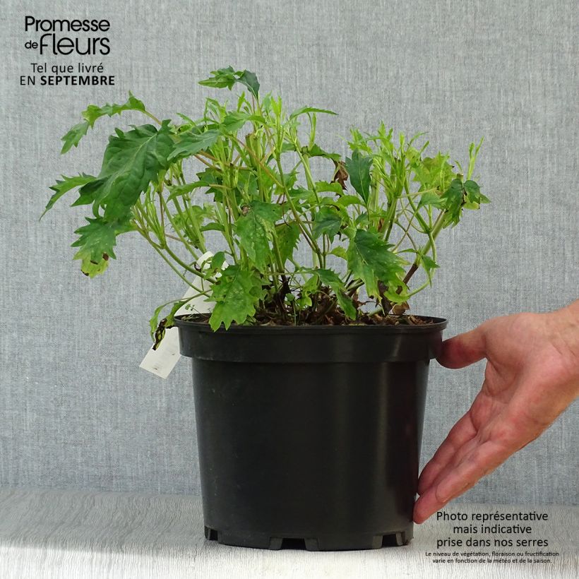 Amostra de Hortênsia arborescens Emerald lace Vaso de 4 L/5 L tal como entregue no outono