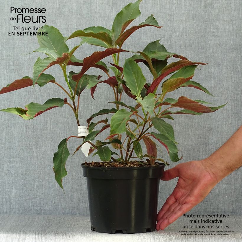 Amostra de Hortênsia aspera Rosemary Foster Vaso de 4 L/5 L tal como entregue no verão