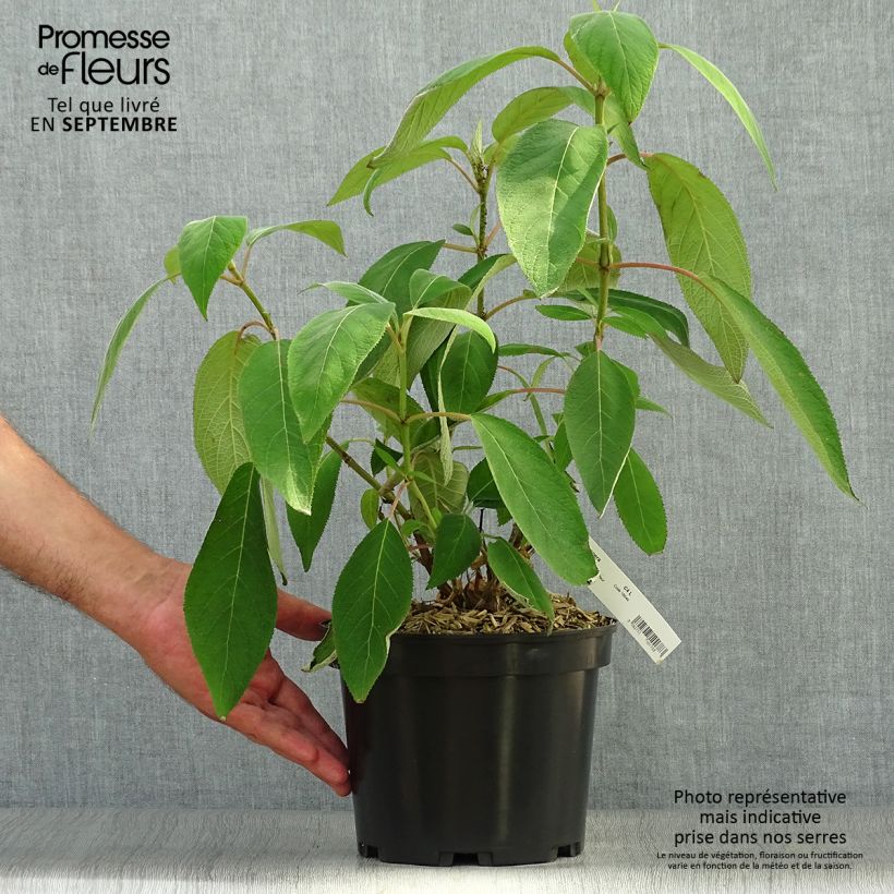 Amostra de Hortênsia aspera Velvet & Lace Vaso de 4 L/5 L tal como entregue no outono
