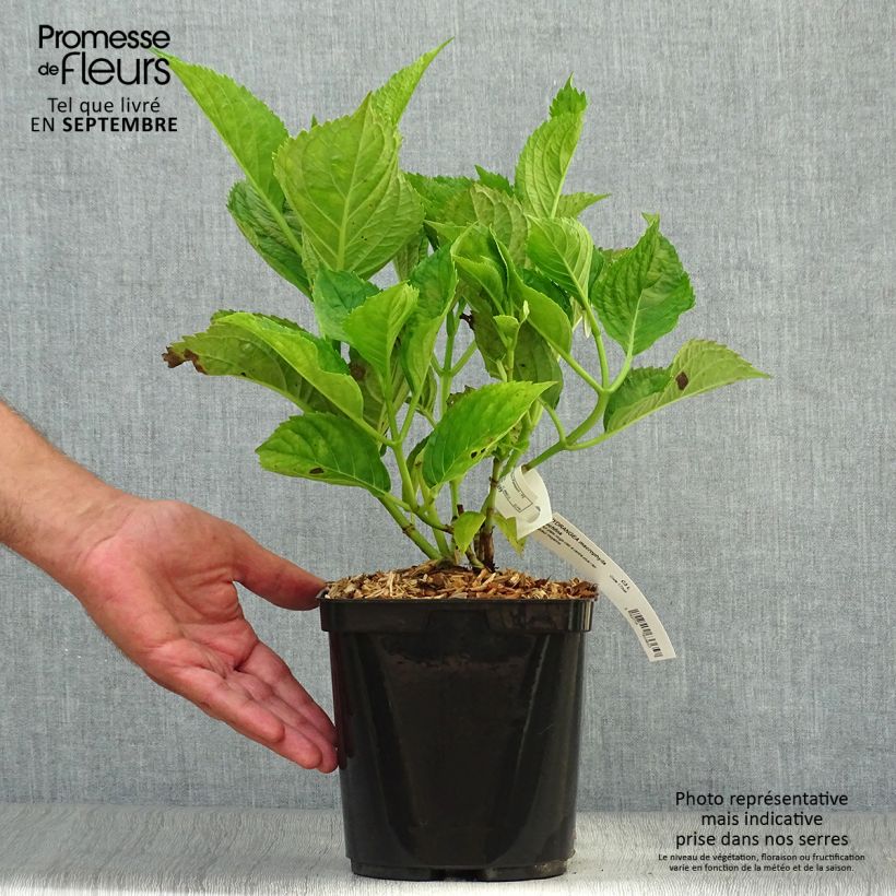 Amostra de Hortênsia macrophylla Buchfink Vaso de 2 L/3 L tal como entregue no outono
