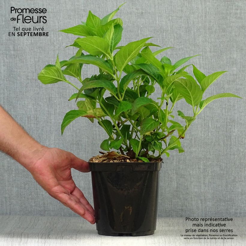 Amostra de Hortênsia serrata Impératrice Eugénie Vaso de 2 L/3 L tal como entregue no outono