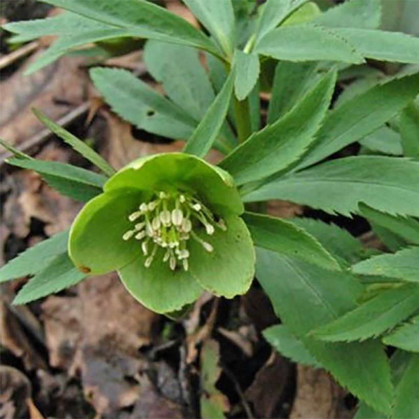 Helleborus dumetorum (Floração)