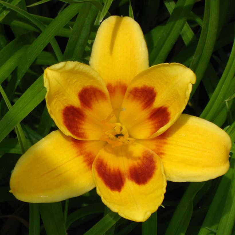 Hemerocallis Black Eyed Susan (Floração)