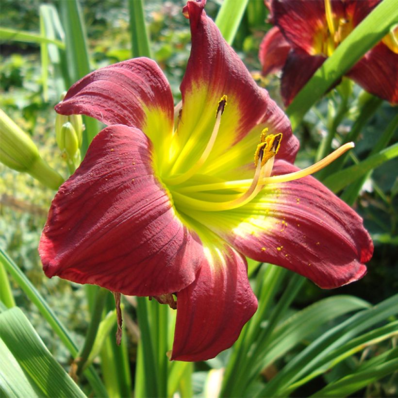 Hemerocallis Christmas Is (Floração)