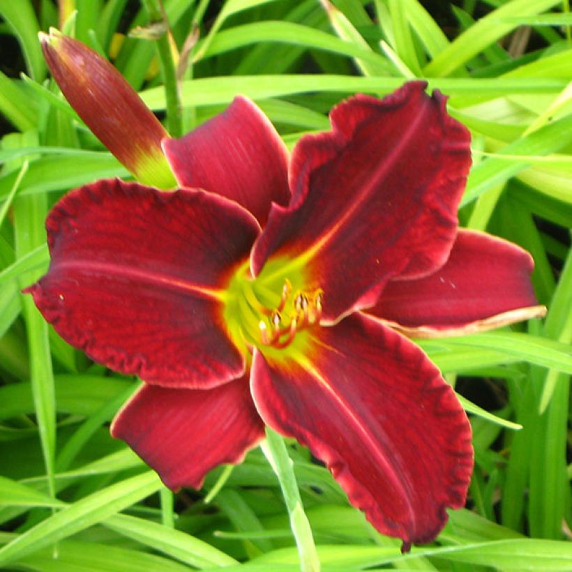 Hemerocallis Gipsy Turtle (Floração)