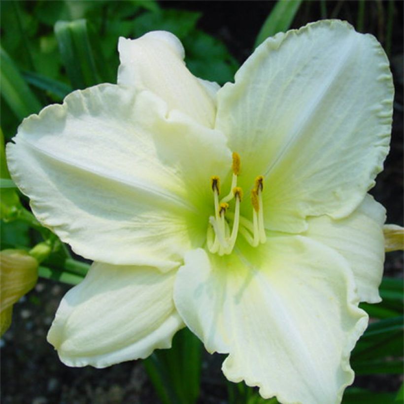 Hemerocallis Lime Frost (Floração)